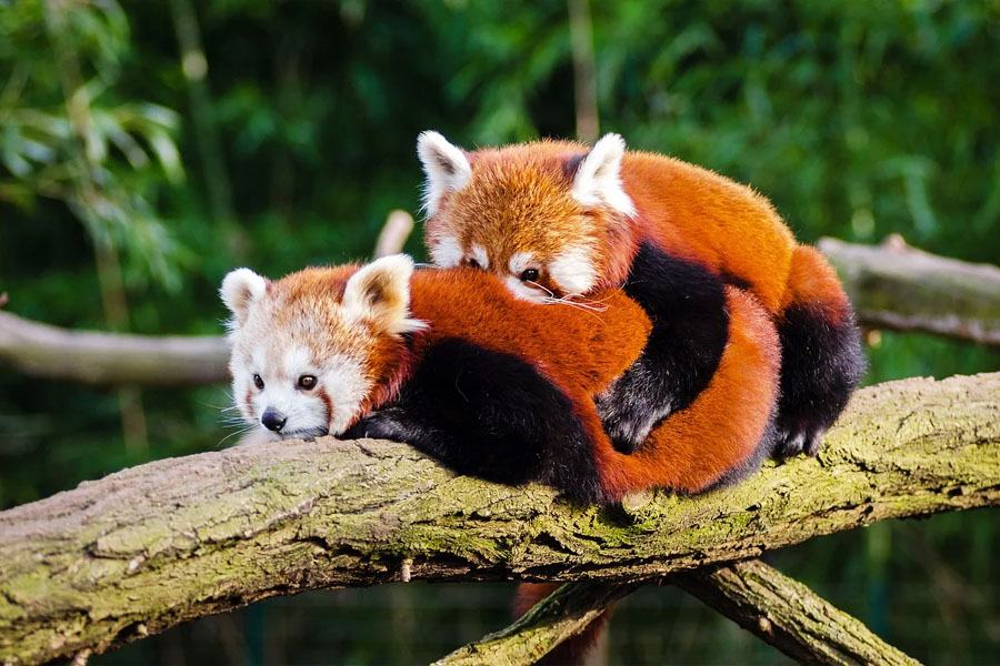 Wildlife Tour Of South India